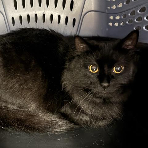  - Male - Domestic LH