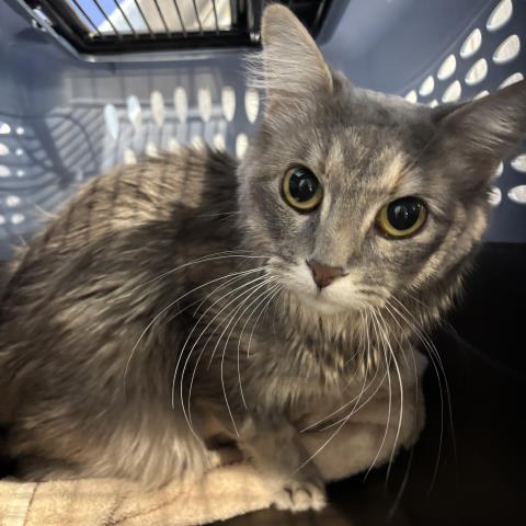  - Female - Domestic SH