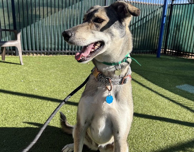 Pebbles - Female - Siberian Husky