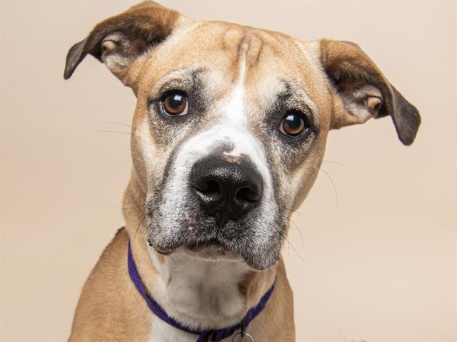 Maverick - Male - Boxer-Mix