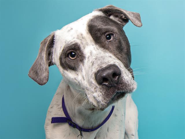 Milo - Male - Pit Bull