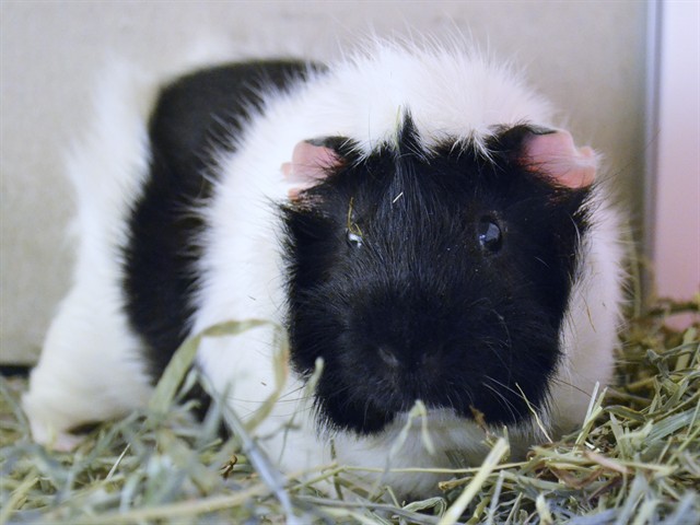 Demetrius - Male - Guinea Pig