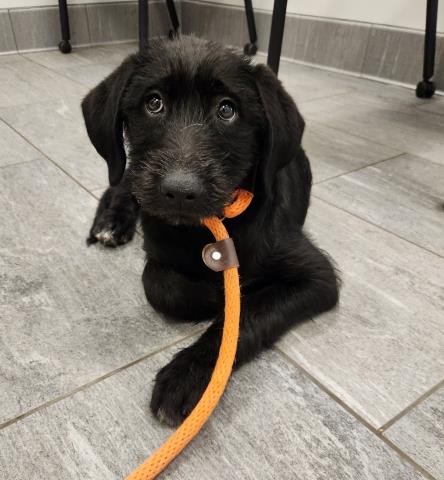  - Female - Terrier-Mix