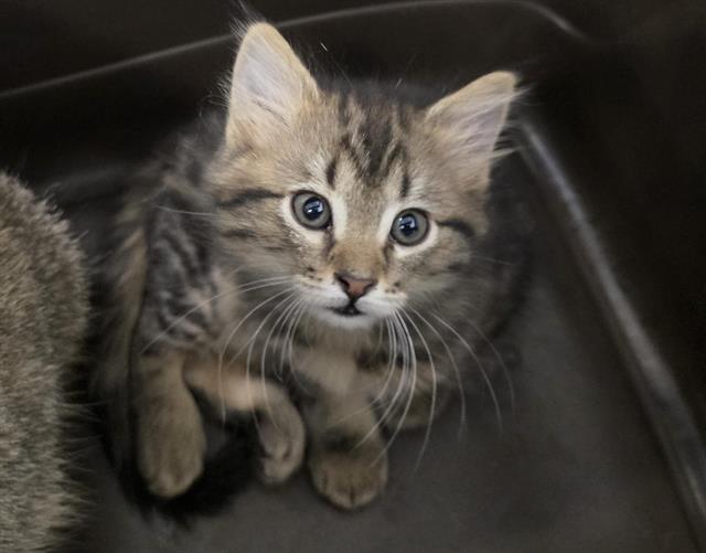  - Female - Domestic LH