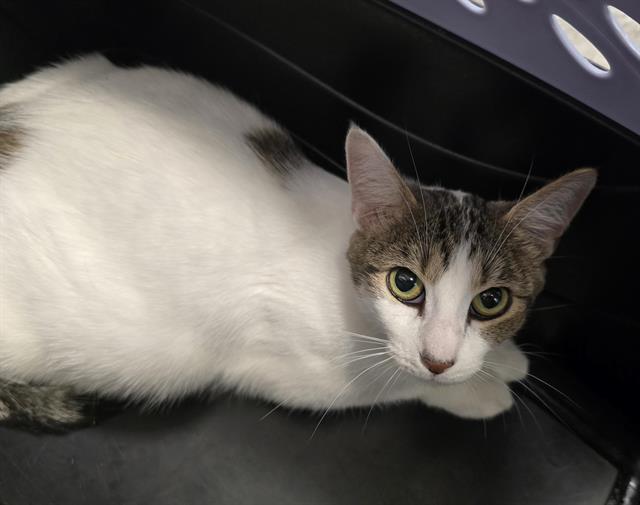  - Female - Domestic SH