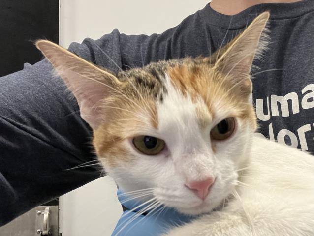  - Female - Domestic SH