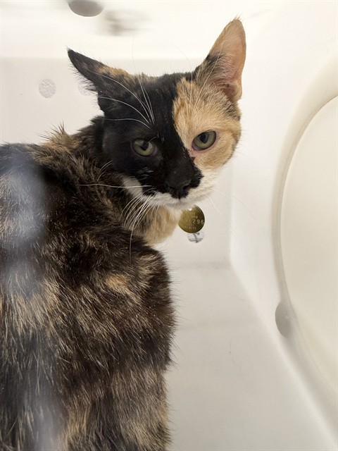  - Female - Domestic SH