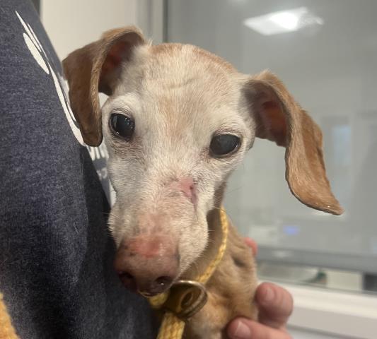  - Female - Miniature Dachshund