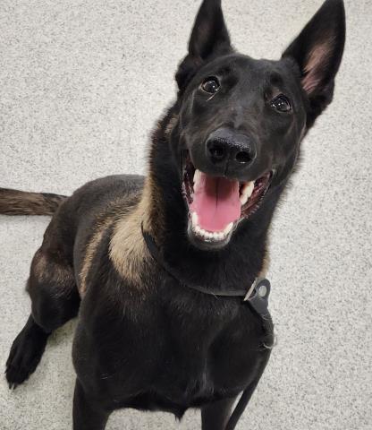  - Female - Belgian Malinois