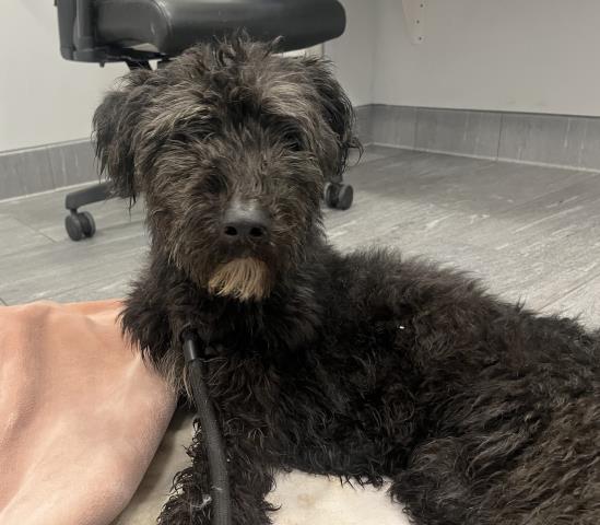 Gromit - Male - Standard Poodle-Golden Retriever