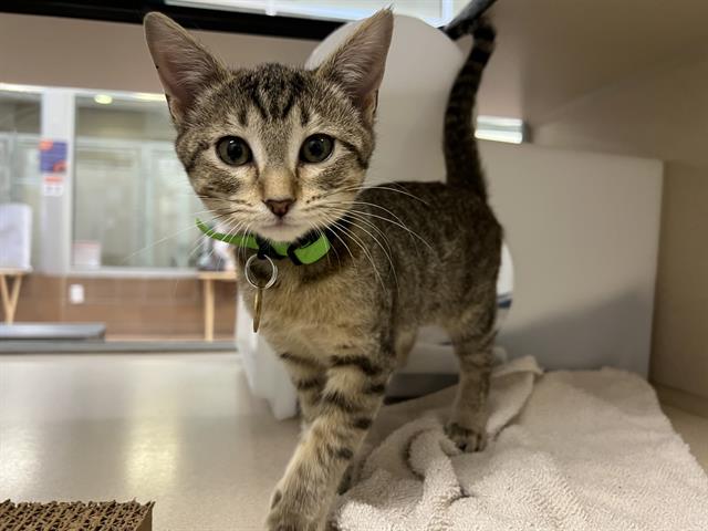 Beans - Female - Domestic SH