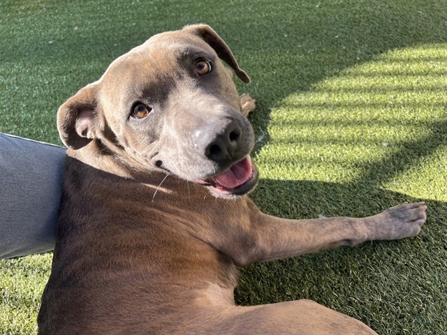 Barbie - Female - Pit Bull