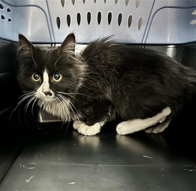 Y2k - Male - Domestic LH