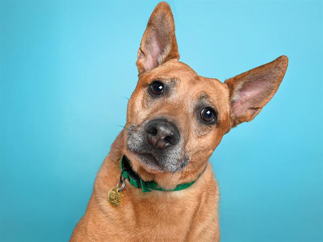 Brandi - Female - Australian Cattle Dog-Mix
