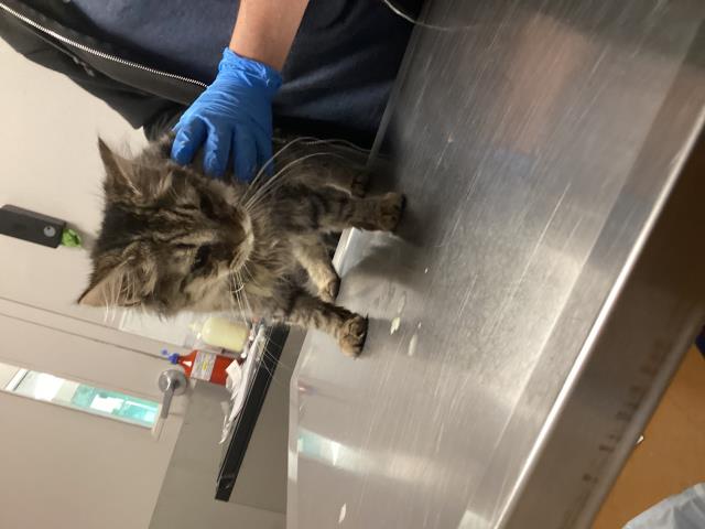 Pineapple Power - Female - Domestic MH