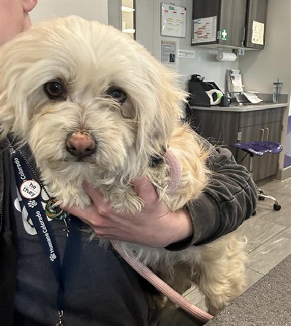 Forklift - Male - Shih Tzu-Mix
