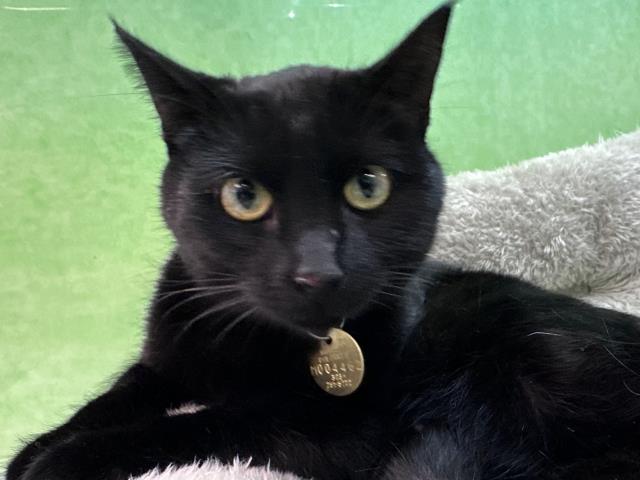 Persimmon - Female - Domestic SH