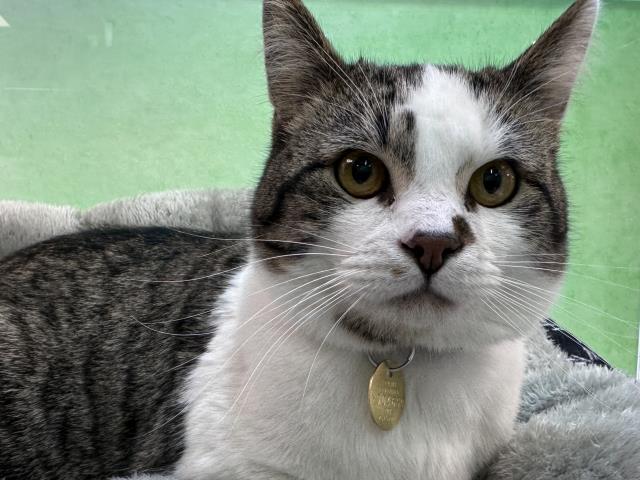 Tomato - Male - Domestic SH