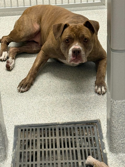 Susan - Female - Pit Bull-Mix