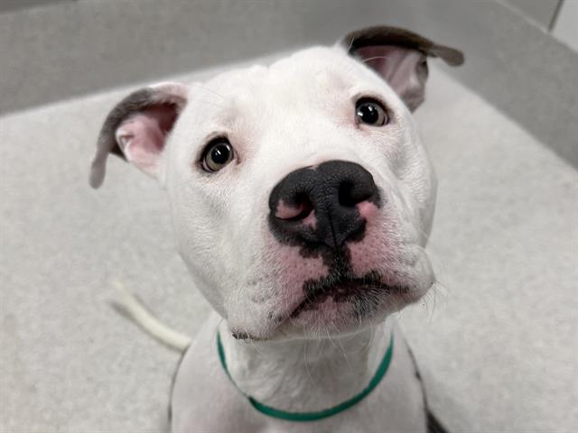 Ely - Female - Pit Bull