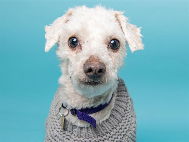 Huckleberry - Male - Miniature Poodle-Mix