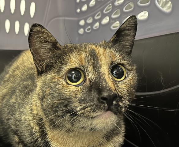 Demetria - Female - Domestic SH