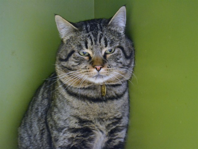 Baron - Male - Domestic SH