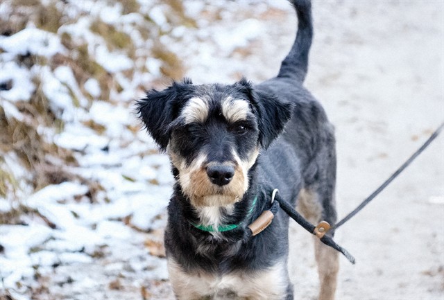 Billie - Female - Schnauzer St-Mix