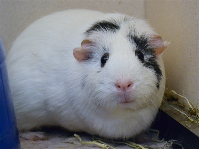 Juliette - Female - Guinea Pig