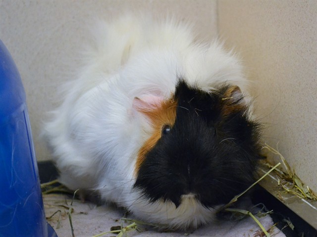 Ophelia - Female - Guinea Pig