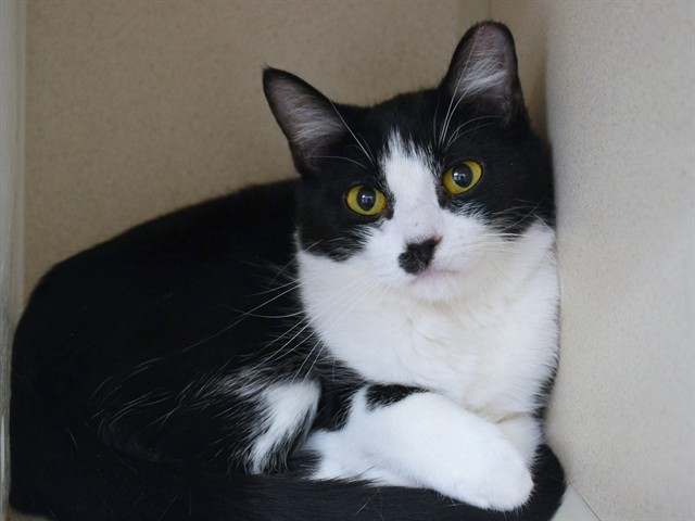 Raddicchio - Female - Domestic SH