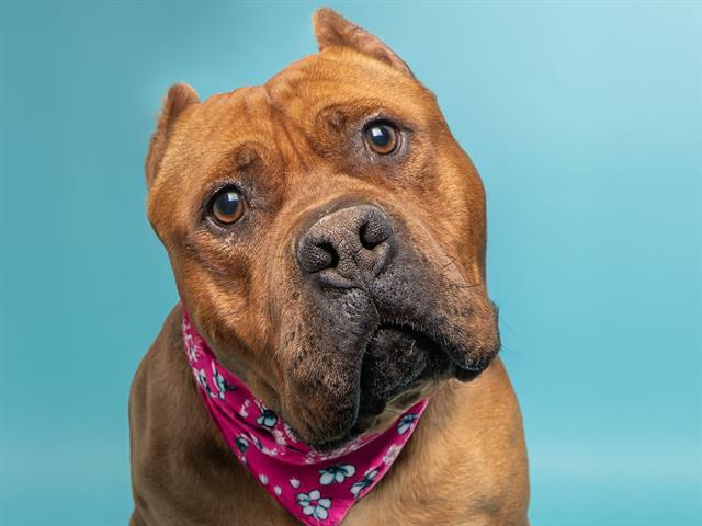 Turnip - Female - Pit Bull