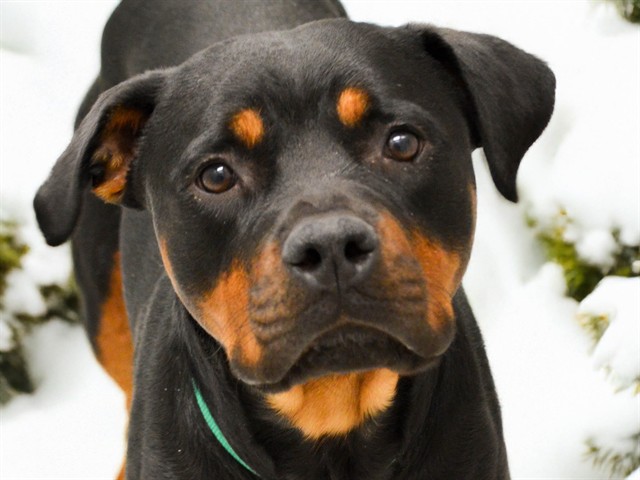 Addy - Female - Rottweiler