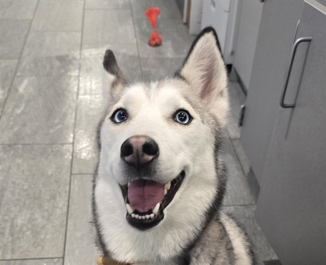 Esmeralda - Female - Siberian Husky