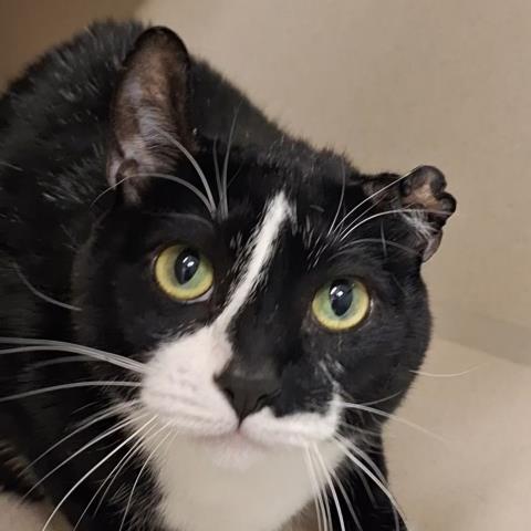 Ozzy - Male - Domestic SH