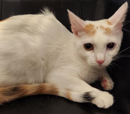  - Female - Domestic SH