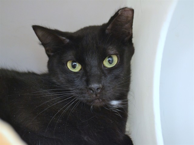 Star - Female - Domestic SH