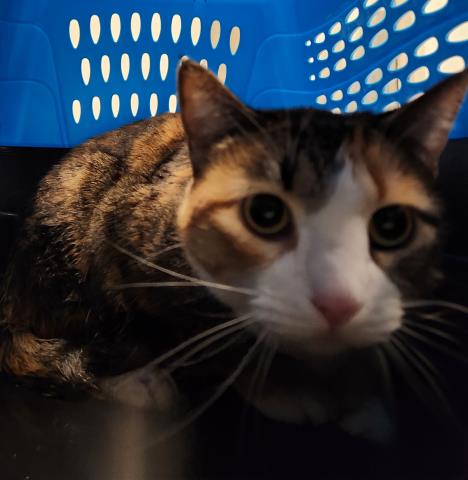 Agatha Raisin - Female - Domestic SH