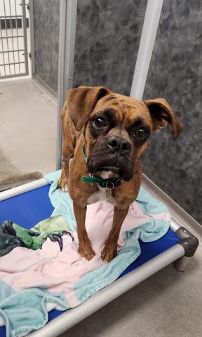 Ruby - Female - Boxer