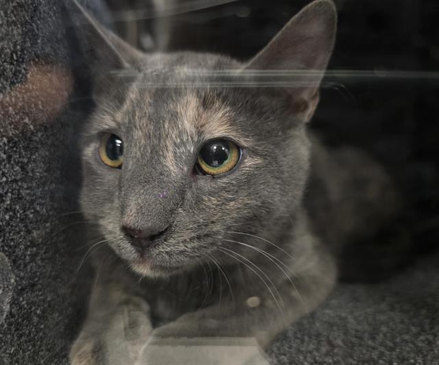 Eowyn - Female - Domestic SH