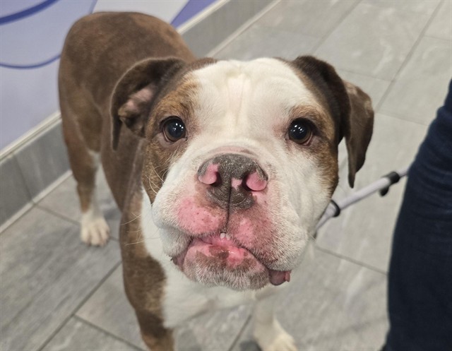 Clementine - Female - English Bulldog-Mix