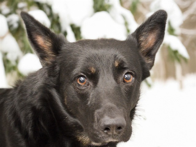 Stacks - Male - German Shepherd-Mix