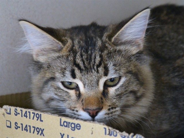 Pinky - Female - Domestic LH