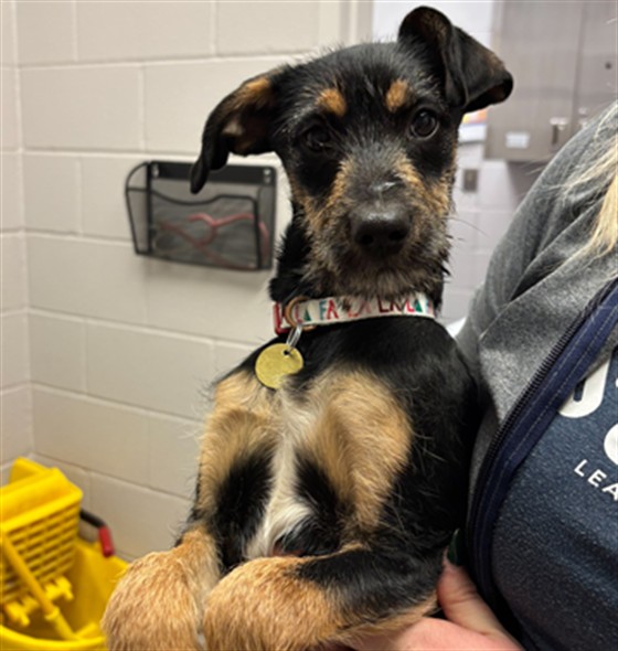 Sprite - Female - Terrier