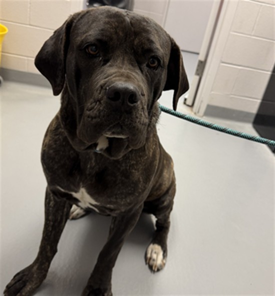Jersey - Female - Cane Corso