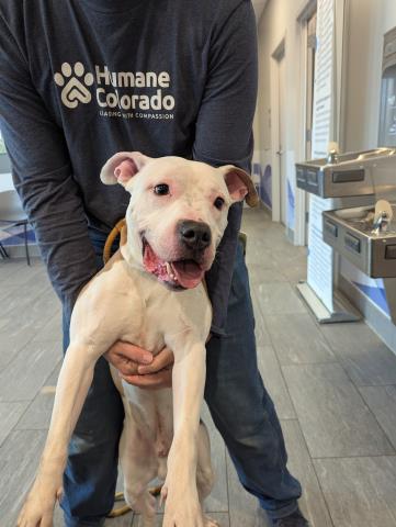 Marley - Male - Pit Bull