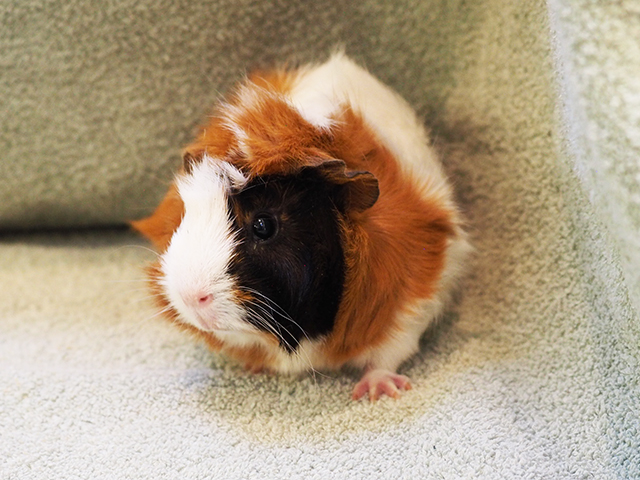 Bluey - Female - Guinea Pig
