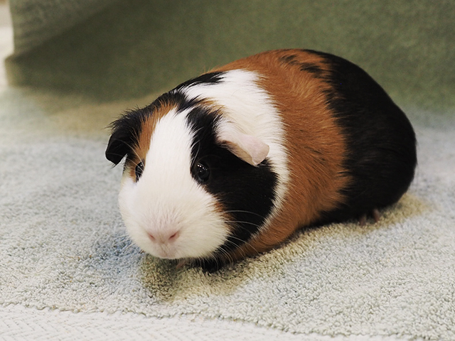 Bingo - Female - Guinea Pig