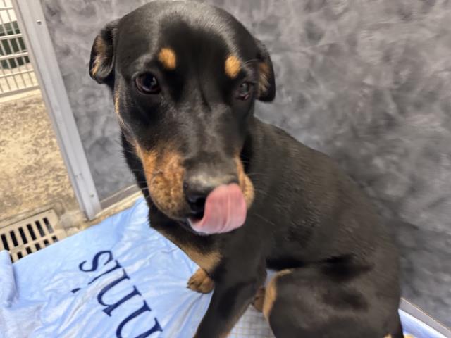  - Female - Rottweiler