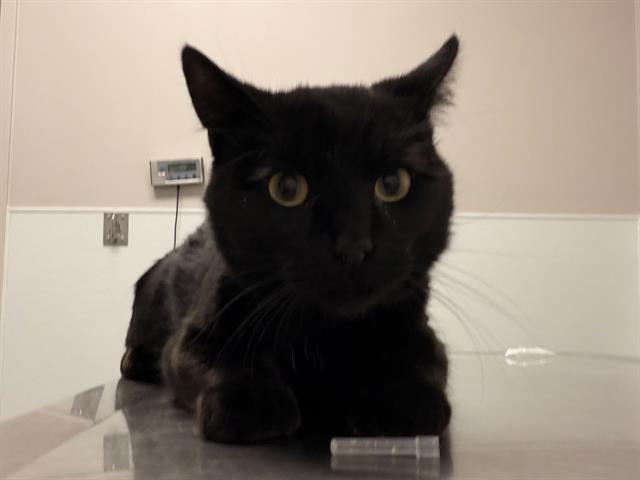  - Male - Domestic SH